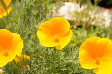 yakın çekim: sarı eschscholzia çiçekleri