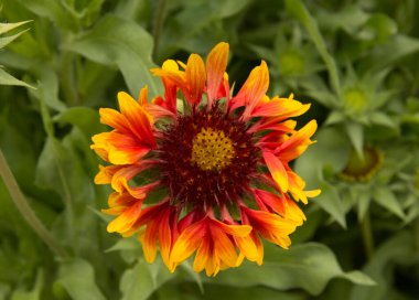 Yakın plan: gaillardia olarak da bilinen battaniye çiçeği