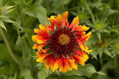 Yakın plan: gaillardia olarak da bilinen battaniye çiçeği