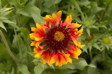 Yakın plan: gaillardia olarak da bilinen battaniye çiçeği