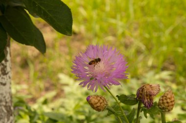 Yakın plan: Eristalis uçan sinekli Centaurea çiçeği