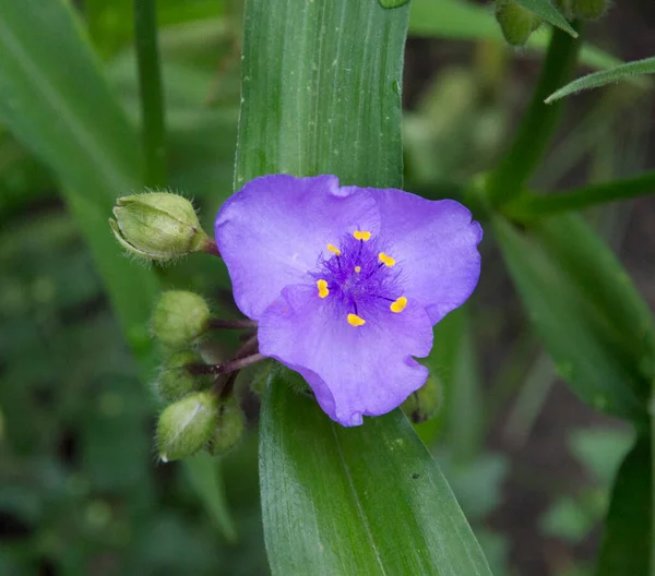 Yakın plan: mor tradescantia çiçekleri