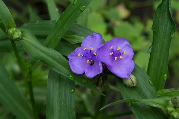 Zbliżenie Dwa Fioletowe Kwiaty Tradescantia — Zdjęcie stockowe