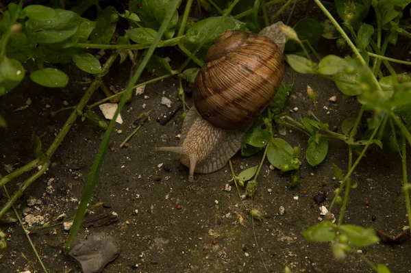 Close Caracol Movendo Através Grama — Fotografia de Stock