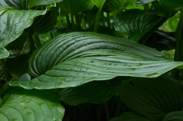 Yakın plan: Nilüferlerin yaprakları sabah çiğ taneleriyle