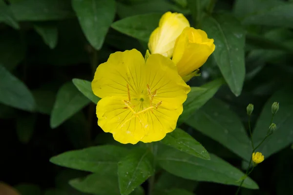 Yakın Plan Sarı Akşam Çiçekleri — Stok fotoğraf