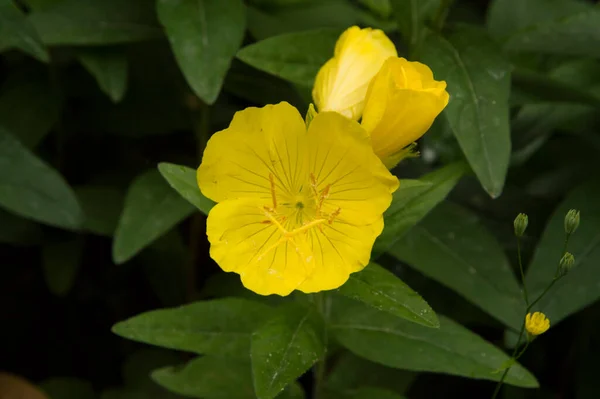 Primer Plano Flores Onagra Amarillas — Foto de Stock