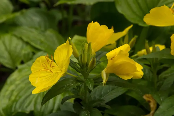 Yakın plan: sarı akşam çiçekleri