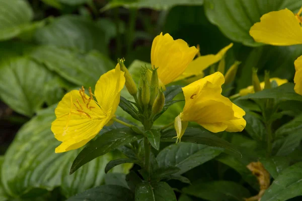 Primer Plano Flores Onagra Amarillas — Foto de Stock