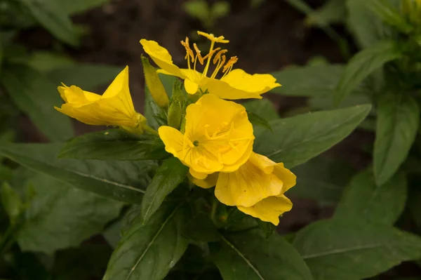 Yakın plan: sarı akşam çiçekleri