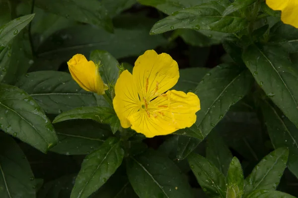 Primer Plano Flores Onagra Amarillas — Foto de Stock