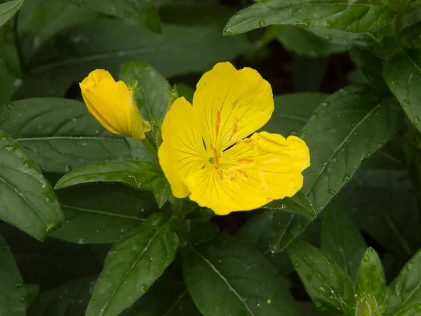 Primer Plano Flores Onagra Amarillas — Foto de Stock