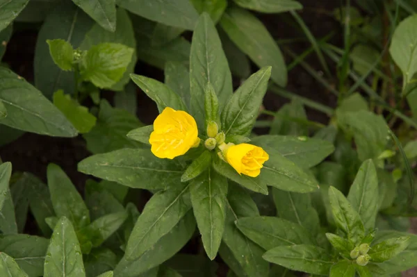 Primer Plano Flores Onagra Amarillas — Foto de Stock