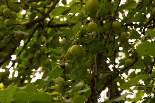 Yakın plan: Ağaç dalında yeşil erik meyveleri