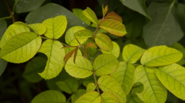 Yakın plan: gençlik yaprakları ve bir gülün dalları