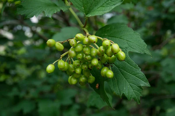 Yakın plan: Yeşil böğürtlenli dal