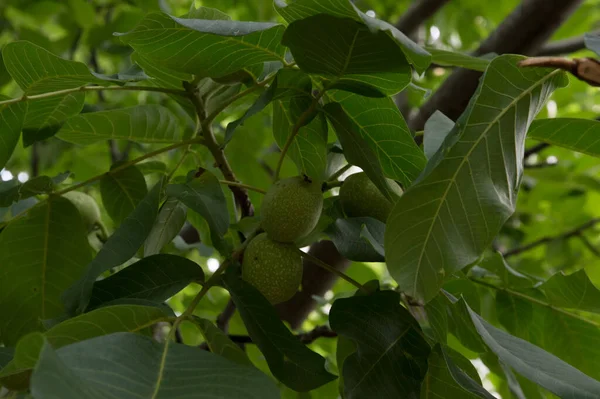 Yakın plan: yeşil meyveli sıradan ceviz dalları