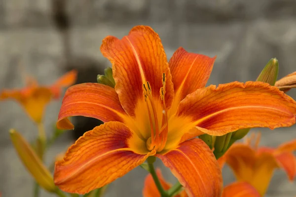 Yakın plan: turuncu yapraklı zambak çiçeği