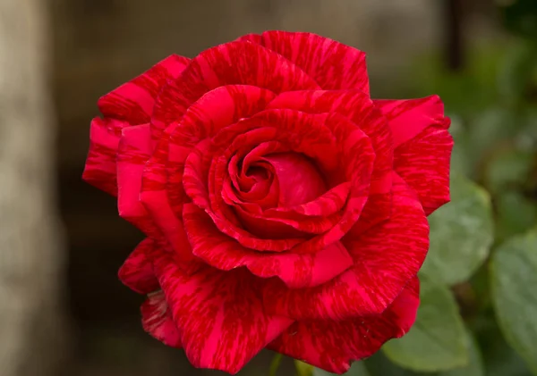 クローズアップ 薄紅色の花弁と暗赤色の縞模様 — ストック写真