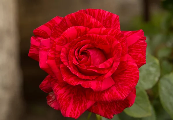 クローズアップ 薄紅色の花弁と暗赤色の縞模様 — ストック写真