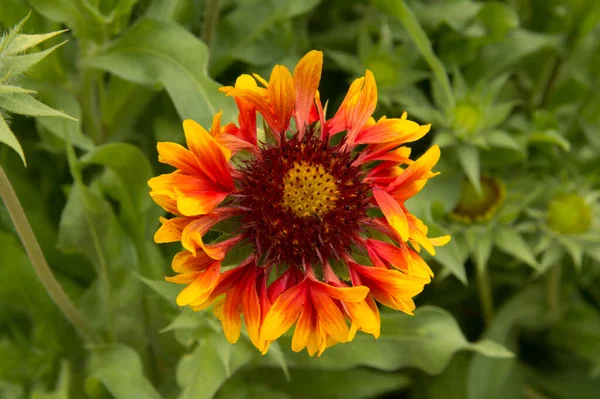 Primer Plano Flor Manta También Conocida Como Gaillardia — Foto de Stock