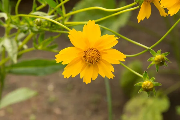 Yakın plan: sarı pirzola suey yeşil çiçek