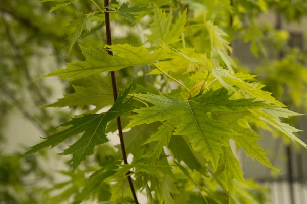 Yakın plan: yapraklı akçaağaç dalları