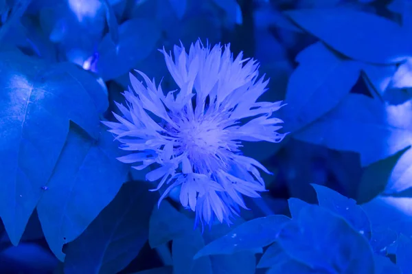 Yakın plan: Centaurea Renk sıcaklığı 2000k