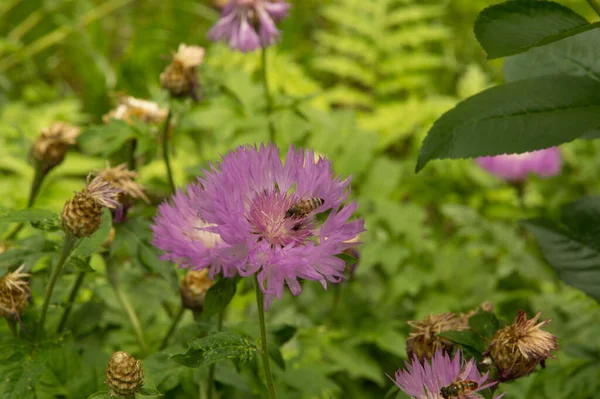 Primo Piano Centaurea Fiore Con Hoverfly Eristalis — Foto Stock