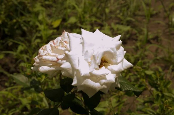 close-up: big white rose twin flower