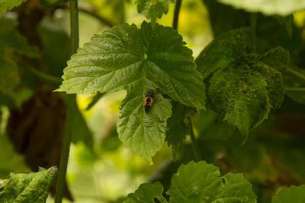 Primer Plano Larva Mariquita Hoja Lúpulo Común — Foto de Stock