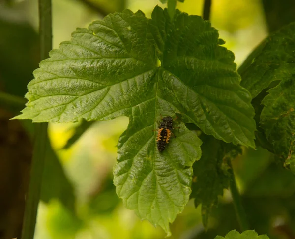 Primer Plano Larva Mariquita Hoja Lúpulo Común — Foto de Stock