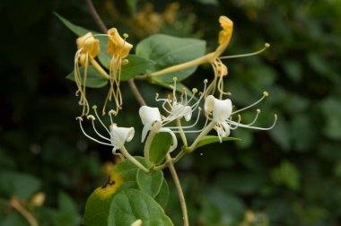 Çiçekli Etrüsk hanımeli çalısı