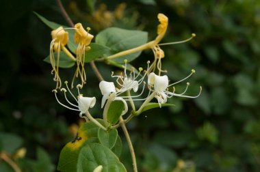 Çiçekli Etrüsk hanımeli çalısı