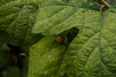 Yakın plan: hafif turuncu uğur kuşu ortak hop yaprağı üzerinde