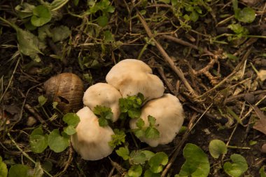 Yakın plan: acı ve zehirli sülfür mantarı.