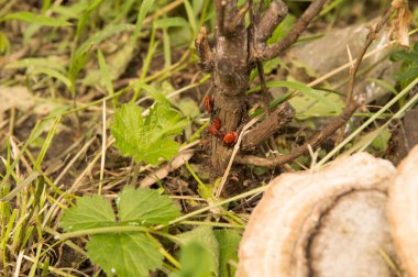 Yakın plan: Ateşböcekli kıllı ağaç mantarı
