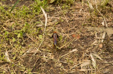 Yakın plan: Kurumuş çimenlerin üzerinde eşek arısı