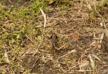 Yakın plan: Kurumuş çimenlerin üzerinde eşek arısı