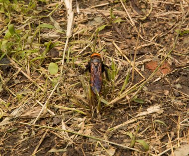 Yakın plan: Kurumuş çimenlerin üzerinde eşek arısı