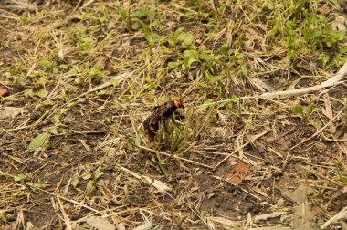 Yakın plan: Kurumuş çimenlerin üzerinde eşek arısı