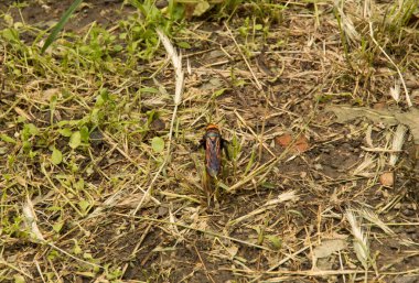 Yakın plan: Kurumuş çimenlerin üzerinde eşek arısı