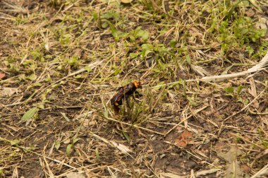 Yakın plan: Kurumuş çimenlerin üzerinde eşek arısı