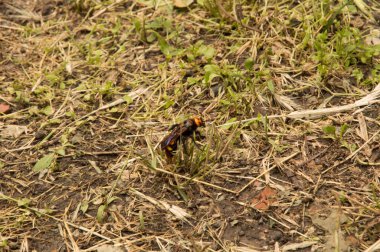 Yakın plan: Kurumuş çimenlerin üzerinde eşek arısı