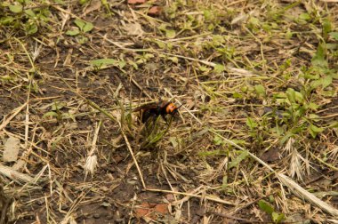 Yakın plan: Kurumuş çimenlerin üzerinde eşek arısı