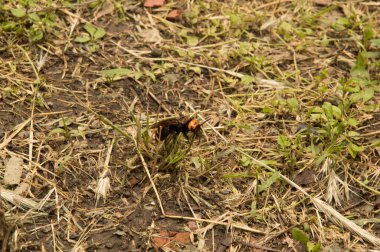 Yakın plan: Kurumuş çimenlerin üzerinde eşek arısı