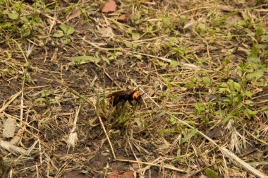 Yakın plan: Kurumuş çimenlerin üzerinde eşek arısı