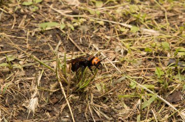 Yakın plan: Kurumuş çimenlerin üzerinde eşek arısı