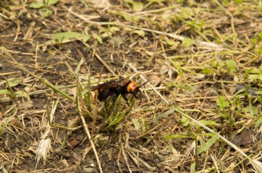 Yakın plan: Kurumuş çimenlerin üzerinde eşek arısı