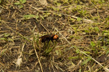 Yakın plan: Kurumuş çimenlerin üzerinde eşek arısı